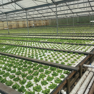 Hydroponics: pros, cons and controversy